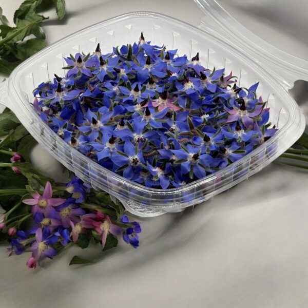 bourrache-fleur comestible-arrangement-fleur bleue